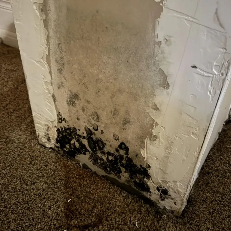 Professional Mold Removal in Warrenton, OR